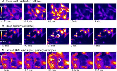 Calcium Dynamics in Astrocytes During Cell Injury